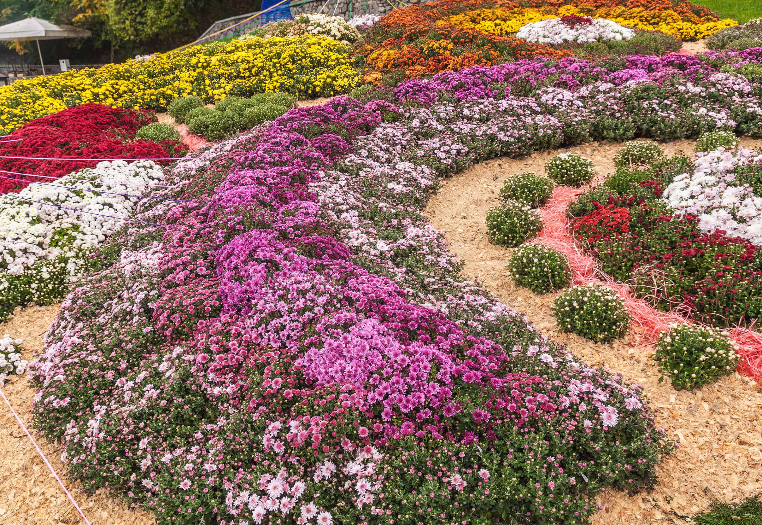 Decorative Mulch scaled 1