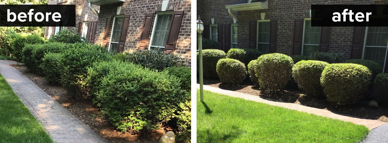 before and after pruning shrubs