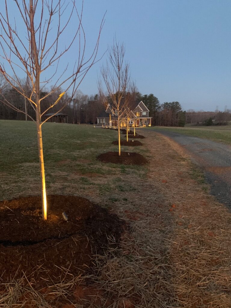 Landscape Lighting Guide: How to Light Your Home and Outdoor Living Spaces 3 Row of young trees along a long driveway, each uplit with a landscape spotlight at dusk