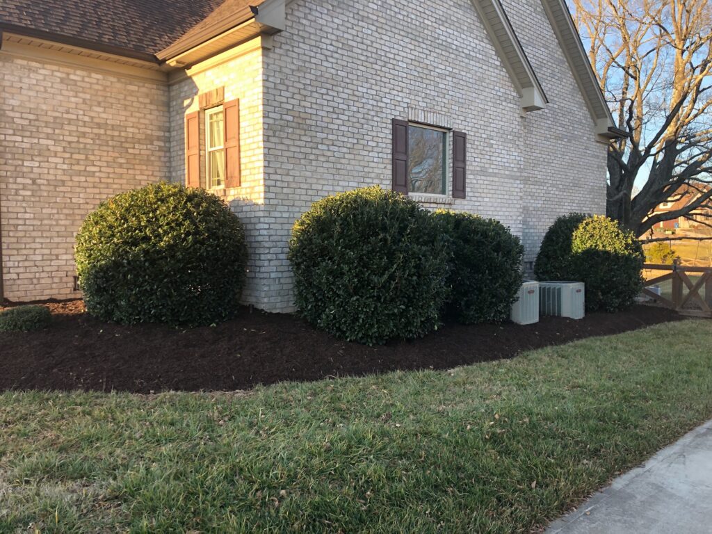 Pine Straw vs. Mulch: Which Is Best for Triad Landscape Beds? 3 Fresh mulch and trimmed shrubs in foundation beds along a brick home