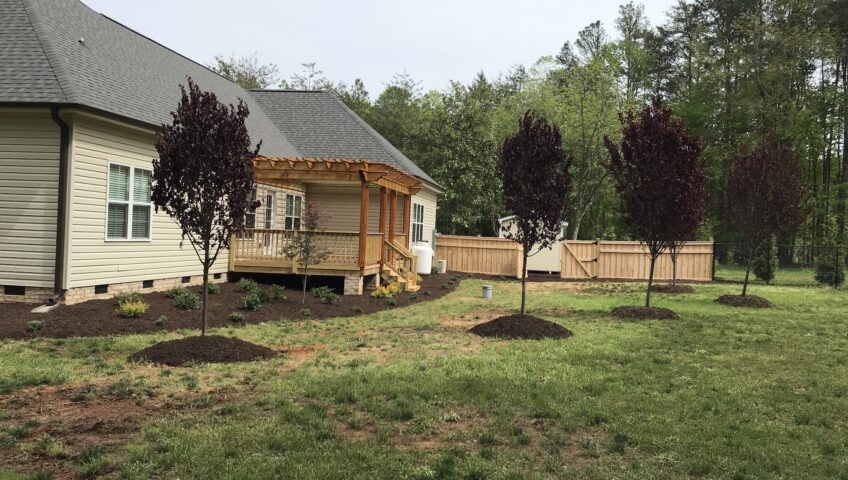 New lawn with freshly planted ornamental trees in mulch rings