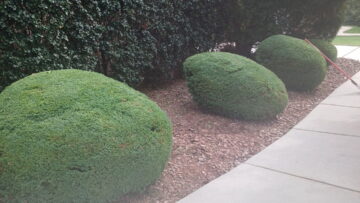 Professionally rounded shrubs trimmed along a front walkway