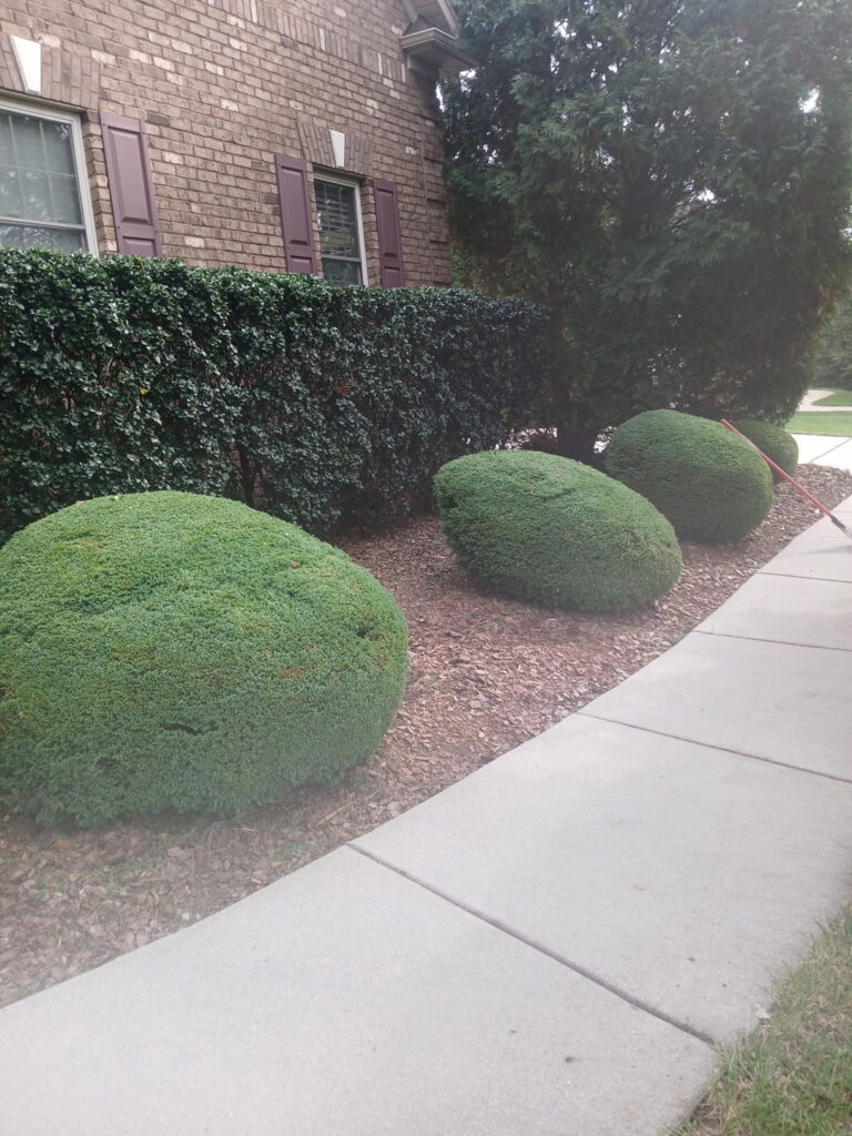 When to Trim Trees and Shrubs in the Triad: A Fall Guide 2 Professionally rounded shrubs trimmed along a front walkway